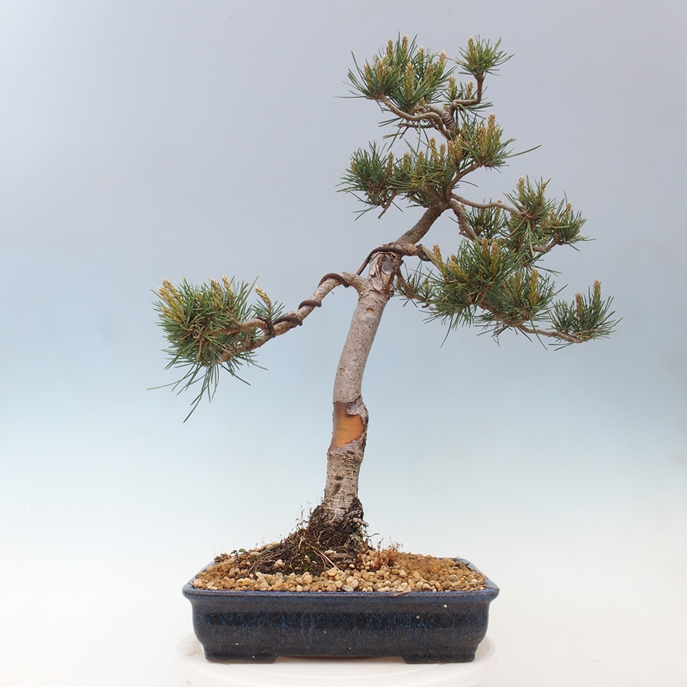 Bonsaï d'extérieur - Pinus Sylvestris Watererri - Pin sylvestre