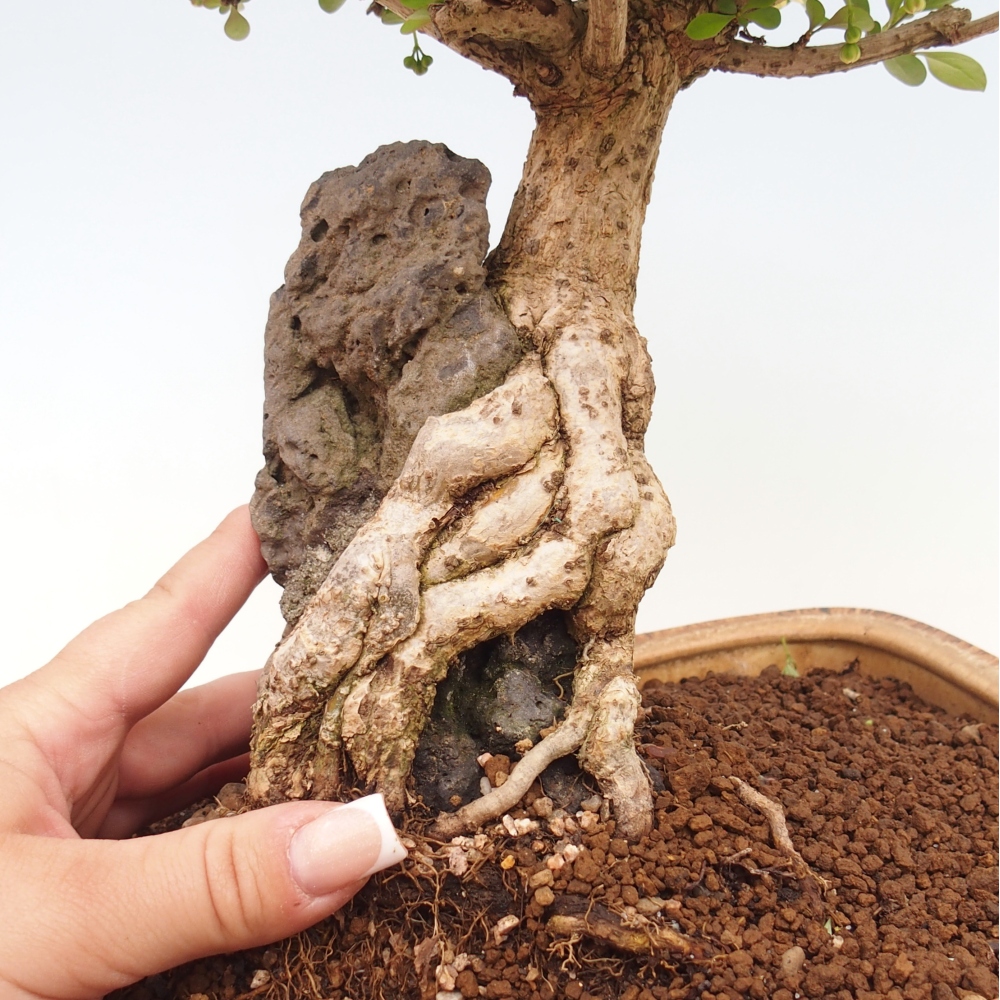 Bonsaï d'extérieur - Berberis coreana