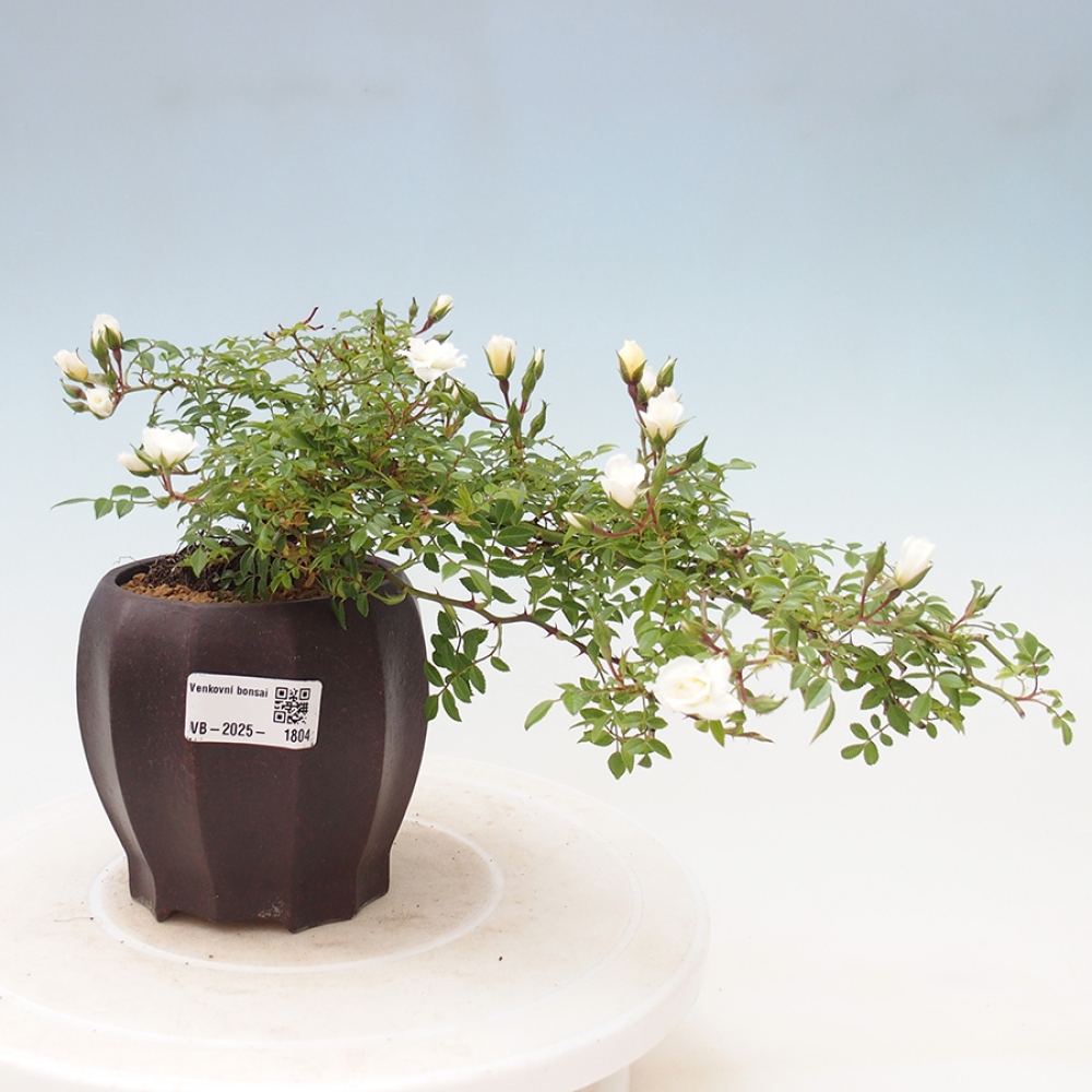 Bonsaï d'extérieur - Rosa Sea Foam - rose