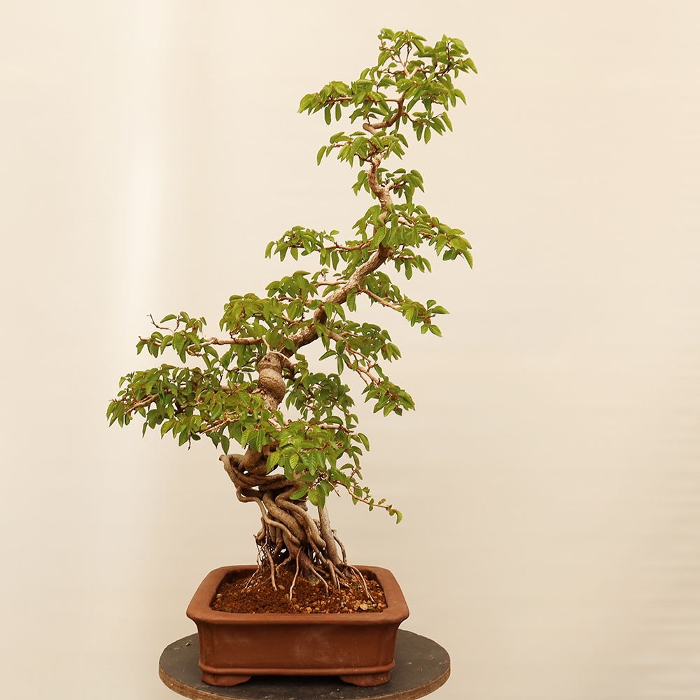 Bonsaï d'extérieur -Carpinus Coreana - Charme de Corée
