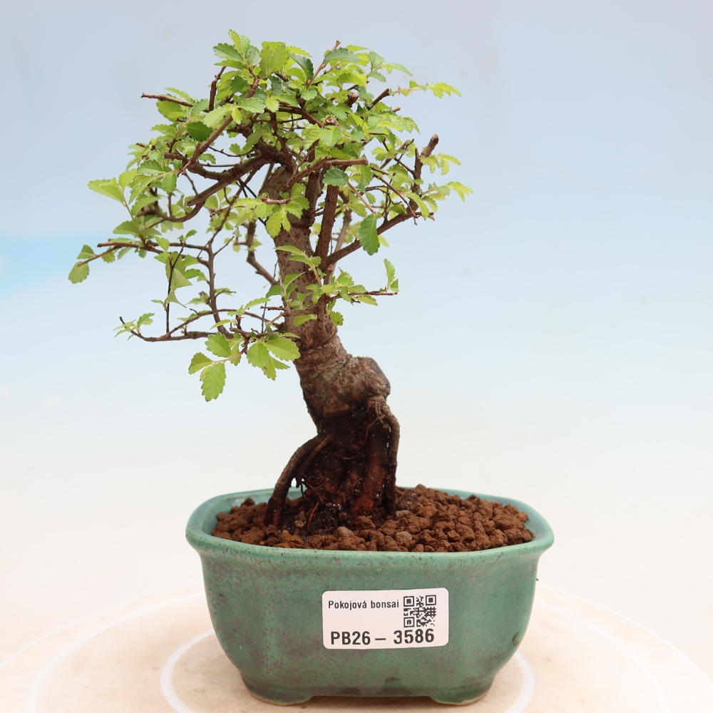 Bonsaï de chambre - Ulmus parvifolia - Orme à petites feuilles