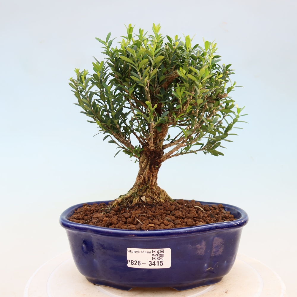 Bonsaï de chambre - Buxus harlandii - buxus liège