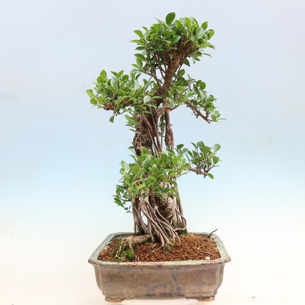 Salle bonsaï - Ficus kimmen - ficus à petites feuilles
