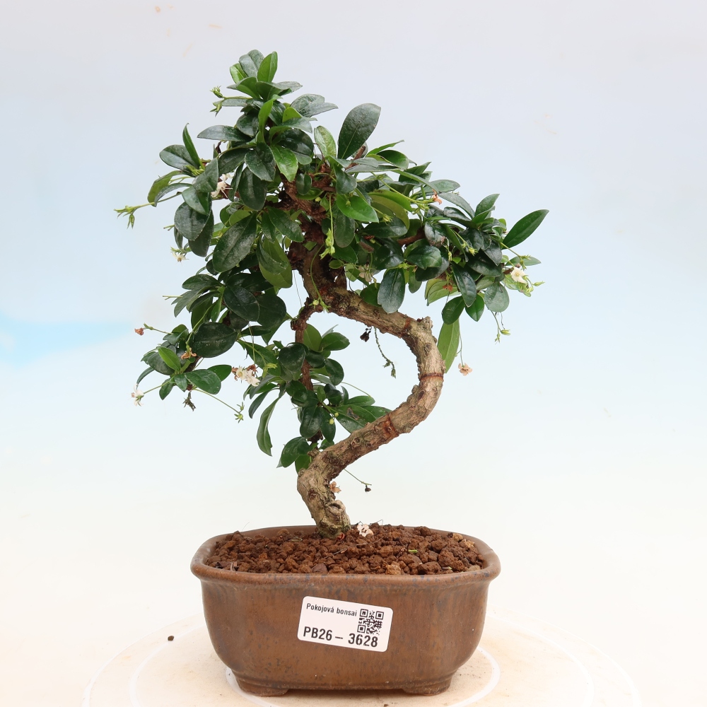Bonsaï de chambre - Carmona macrophylla - Tea fuki
