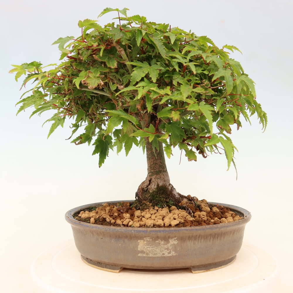 Acer palmatum KIOHIME - Érable palmé