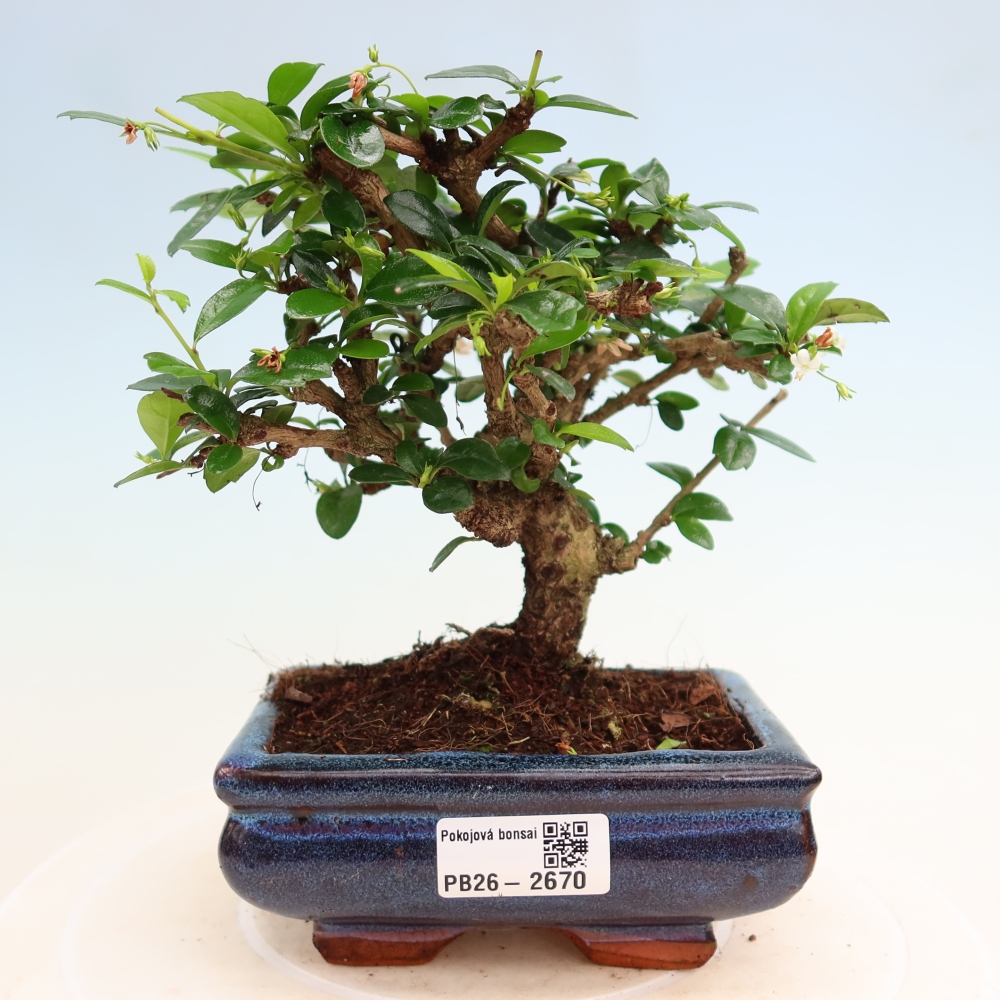 Bonsaï de chambre - Carmona macrophylla - Tea fuki