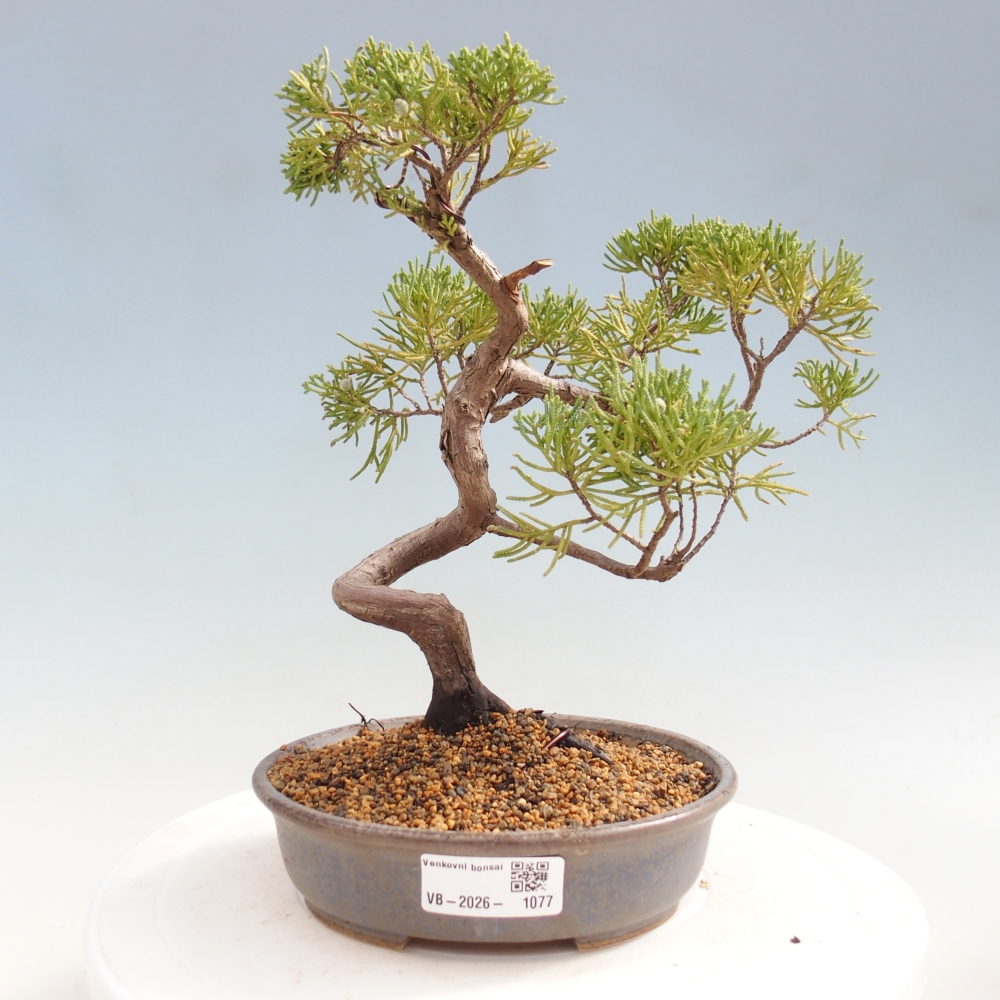 Bonsaï d'extérieur - Juniperus chinensis Kishu