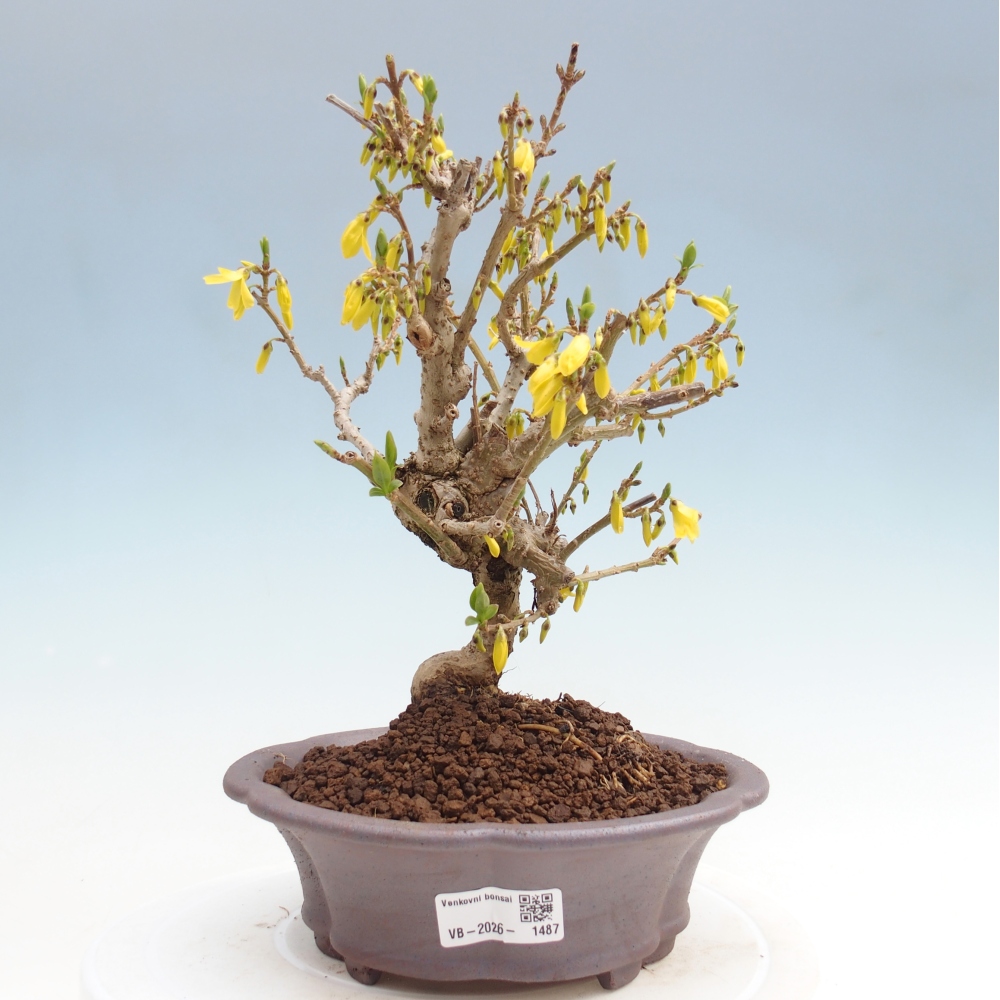 Bonsaï d'extérieur - Zlatice - Forsythia koreana