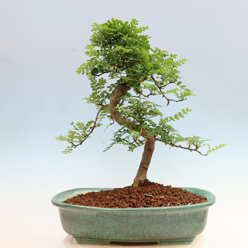 Salle bonsaï - Zantoxylum piperitum - arbre à poivre