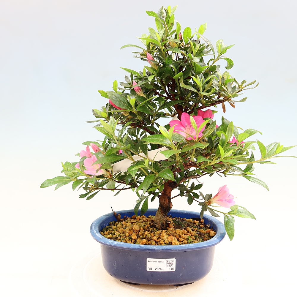 Bonsaï d'extérieur - Azalée japonaise - Azalea Reiko