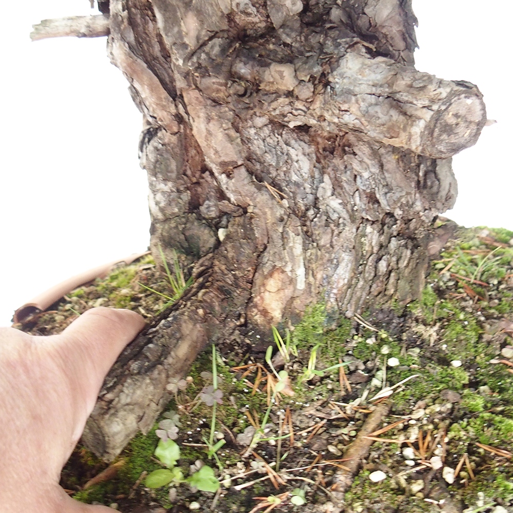 Yamadori - Pinus sylvestris Espagne