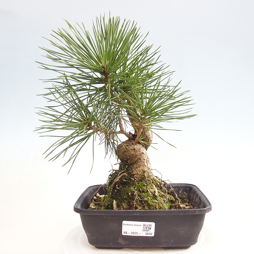 Bonsaï d'extérieur - Pinus thunbergii - Pin de Thunberg