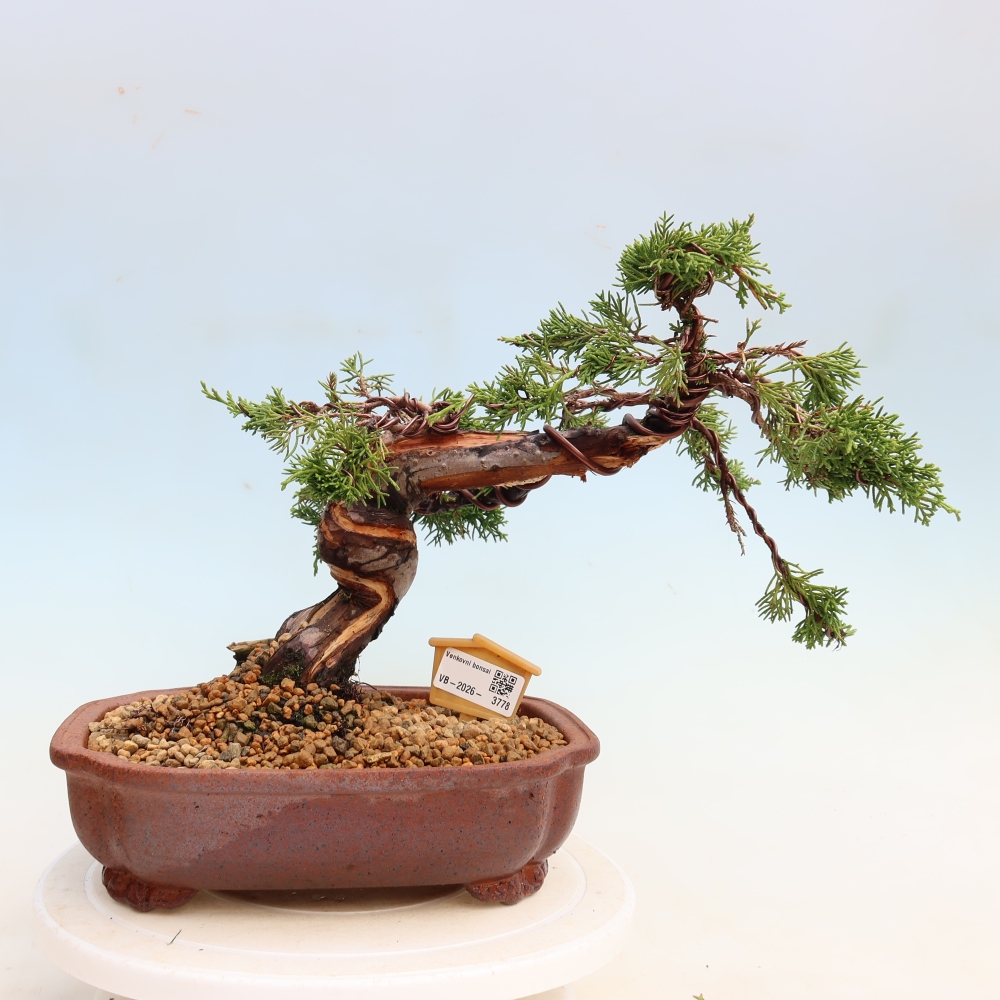 Bonsaï d'extérieur - Juniperus chinensis Itoigawa-Juniperus chinensis
