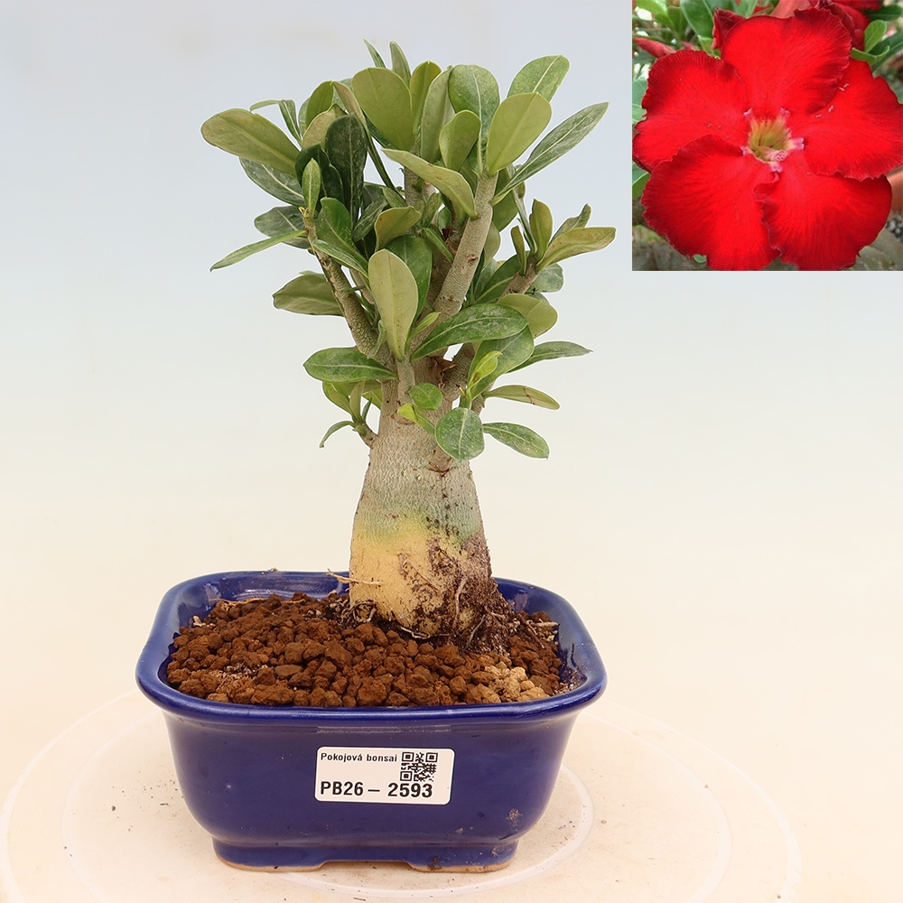 Bonsaï d'intérieur - Adenium obesum Red Star - Rose du désert