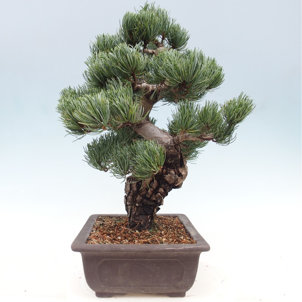 Bonsaï d'extérieur - Pinus parviflora - Pinus parviflora