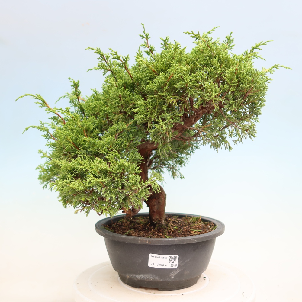 Bonsaï d'extérieur - Juniperus chinensis Itoigawa-Juniperus chinensis
