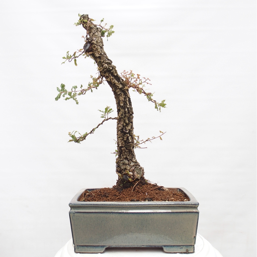 Yamadori - Quercus Ilex - Chêne vert