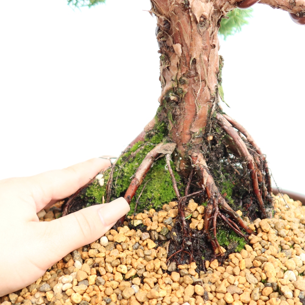 Bonsaï d'extérieur - Juniperus chinensis Kishu