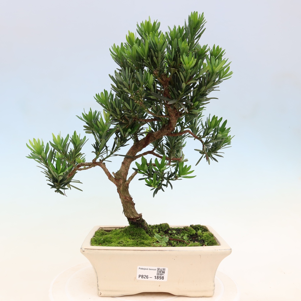 Salle bonsaï - Podocarpus - If en pierre