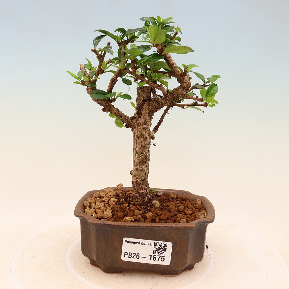 Bonsaï de chambre - Carmona macrophylla - Tea fuki
