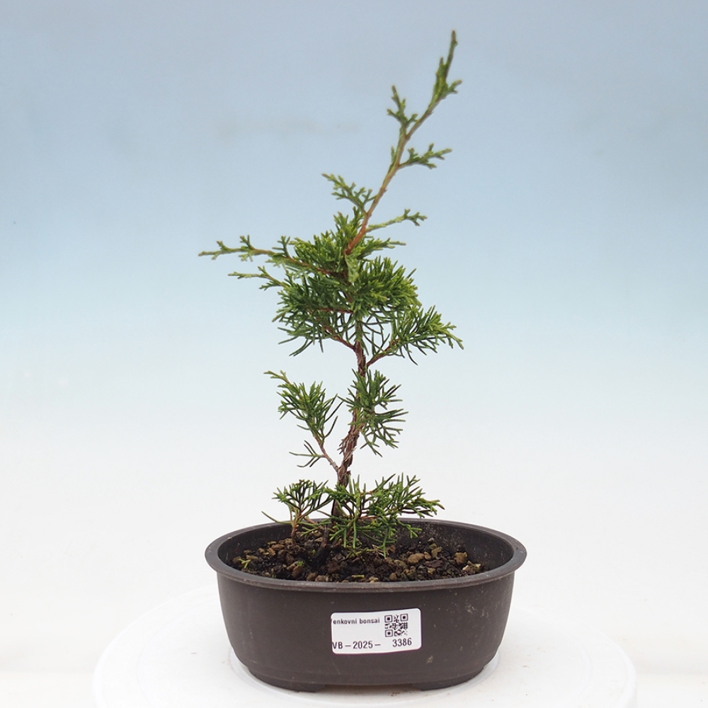 Bonsaï d'extérieur - Juniperus chinensis Itoigawa