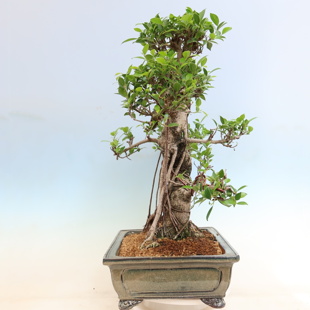 Salle bonsaï - Ficus kimmen - ficus à petites feuilles
