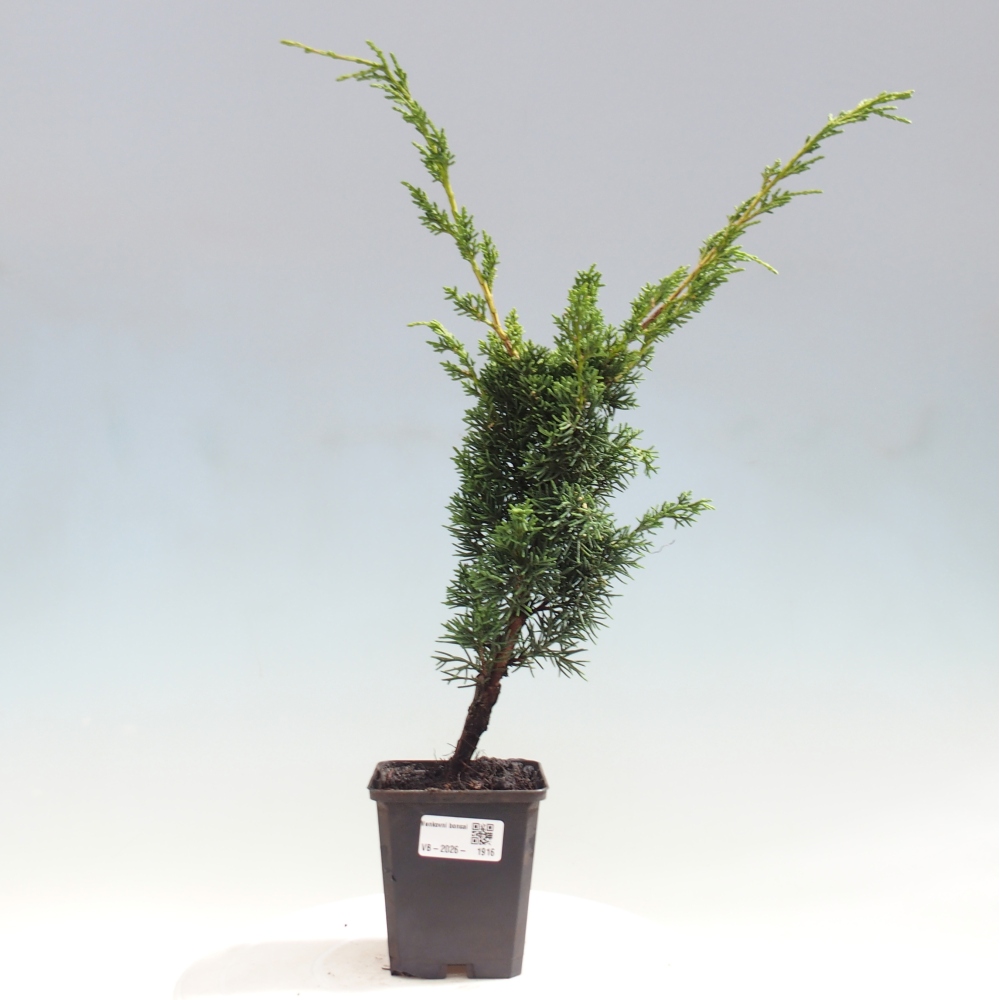 Bonsaï d'extérieur - Juniperus chinensis Kishu