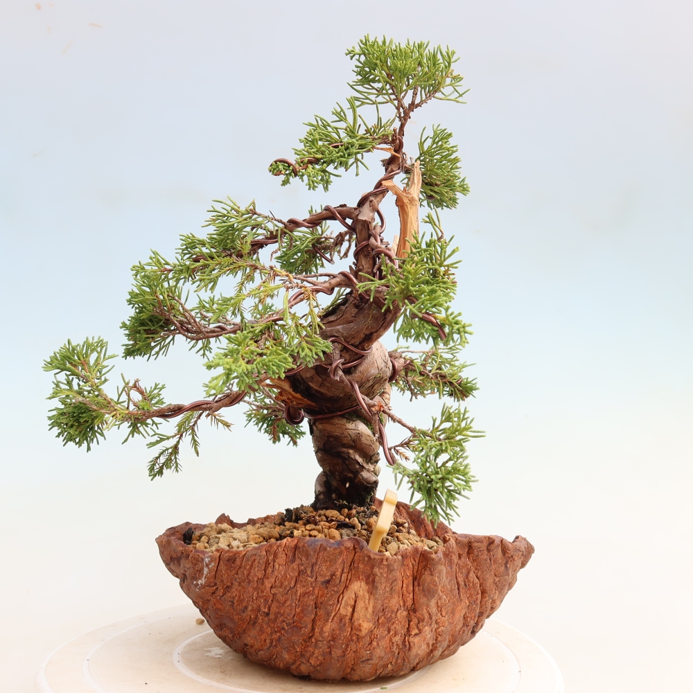 Bonsaï d'extérieur - Juniperus chinensis Itoigawa-Juniperus chinensis