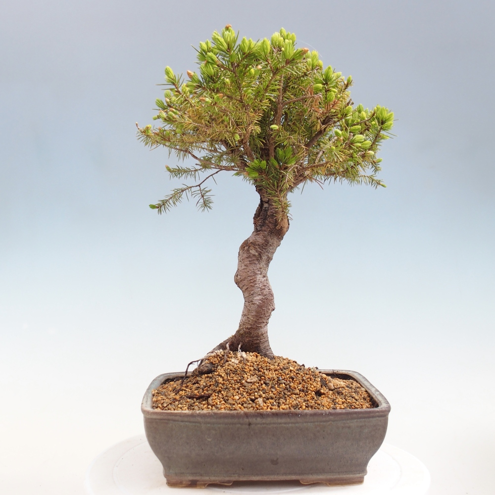 Bonsaï d'extérieur - Épicéa - Picea glauca globe