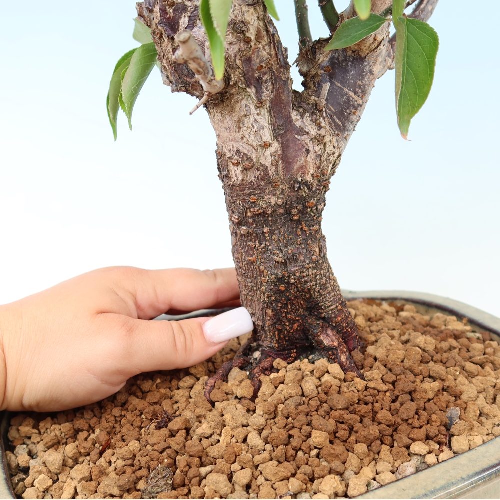 Bonsaï d'extérieur - Abricotier japonais - Prunus Mume