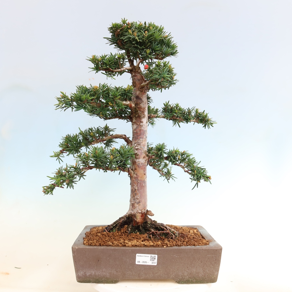 Bonsaï d'extérieur - Taxus cuspidata - If japonais