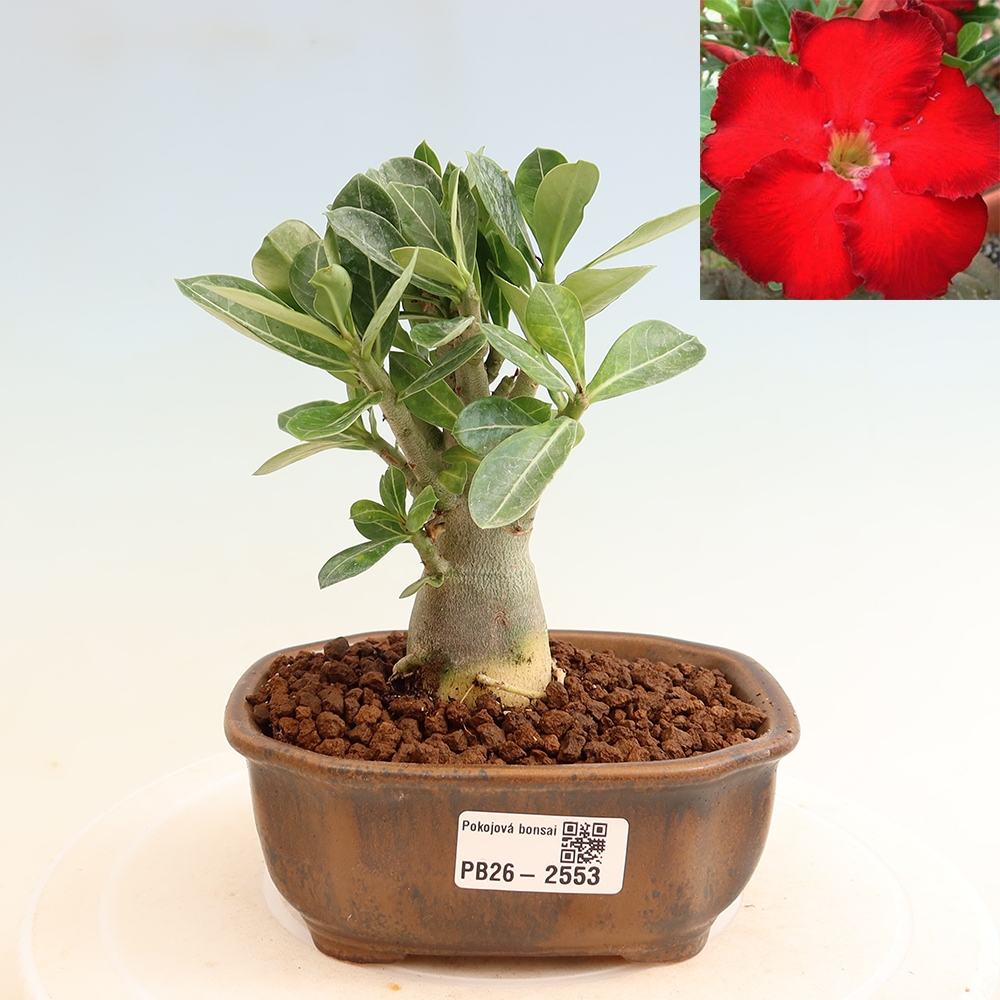 Bonsaï d'intérieur - Adenium obesum Red Star - Rose du désert