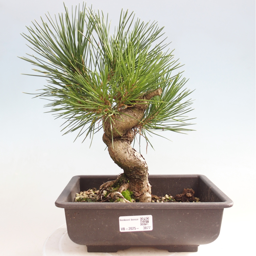 Bonsaï d'extérieur - Pinus thunbergii - Pin de Thunberg