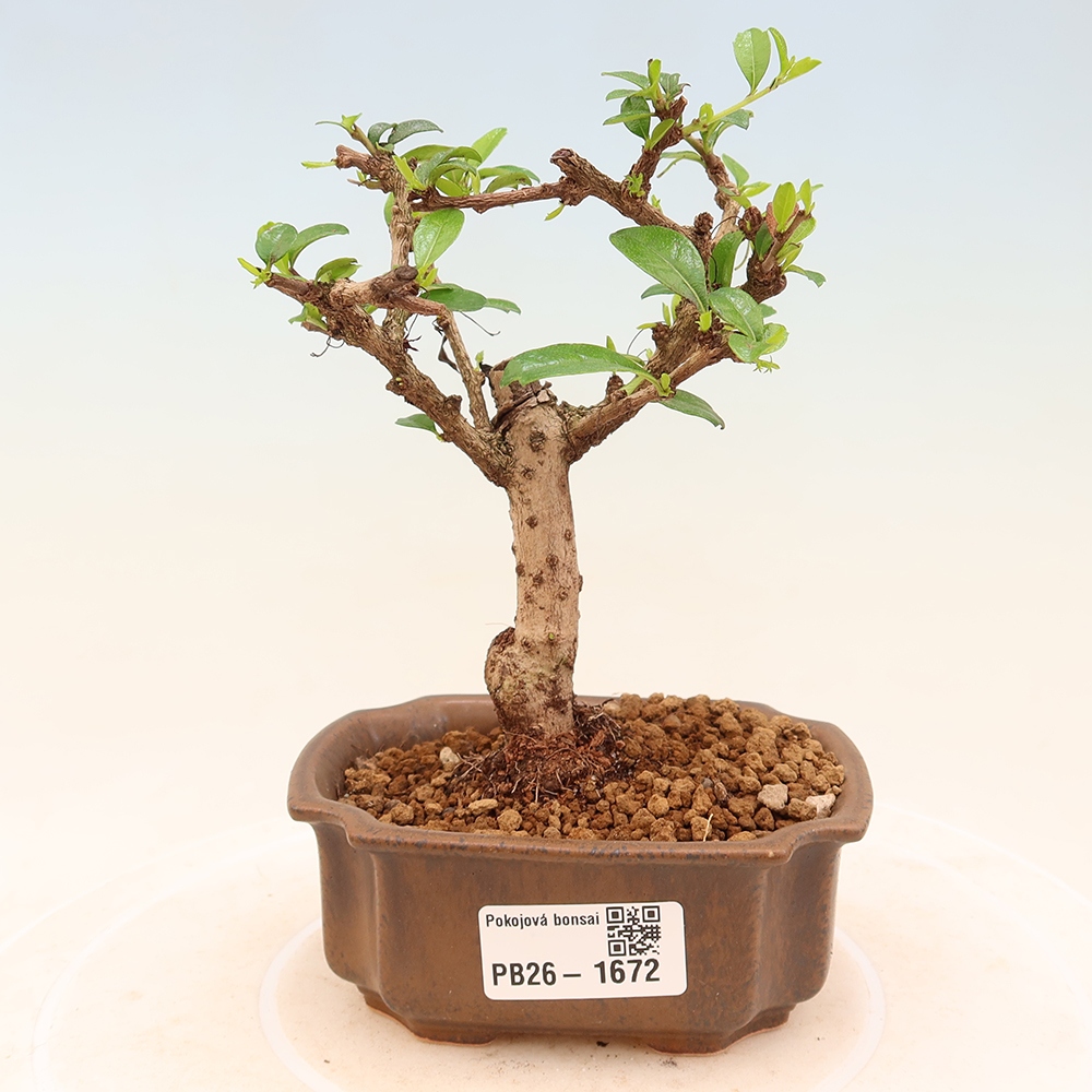 Bonsaï de chambre - Carmona macrophylla - Tea fuki