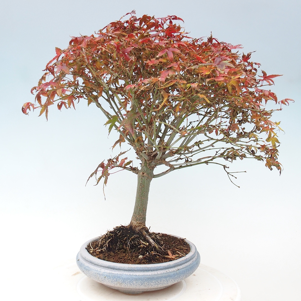 Acer palmatum KIOHIME - Érable palmé