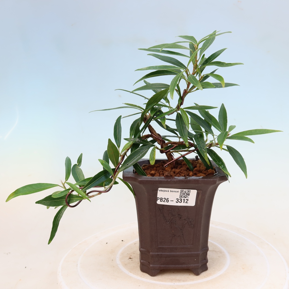 Salle bonsaï - Ficus nerifolia - ficus à petites feuilles