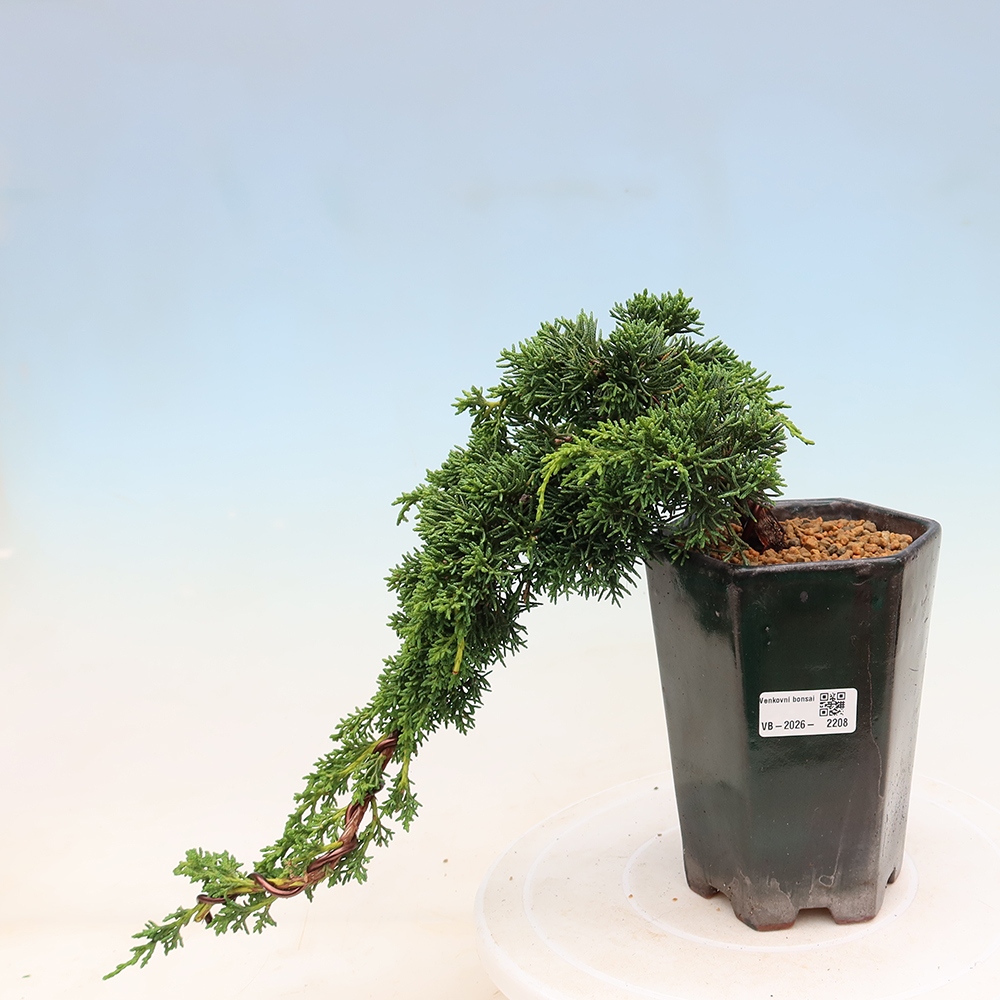 Bonsaï d'extérieur - Juniperus chinensis Kishu