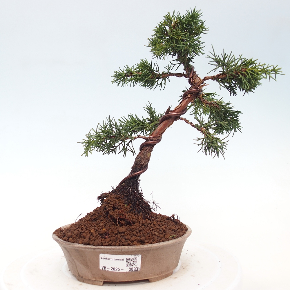 Bonsaï d'extérieur - Juniperus chinensis Kishu