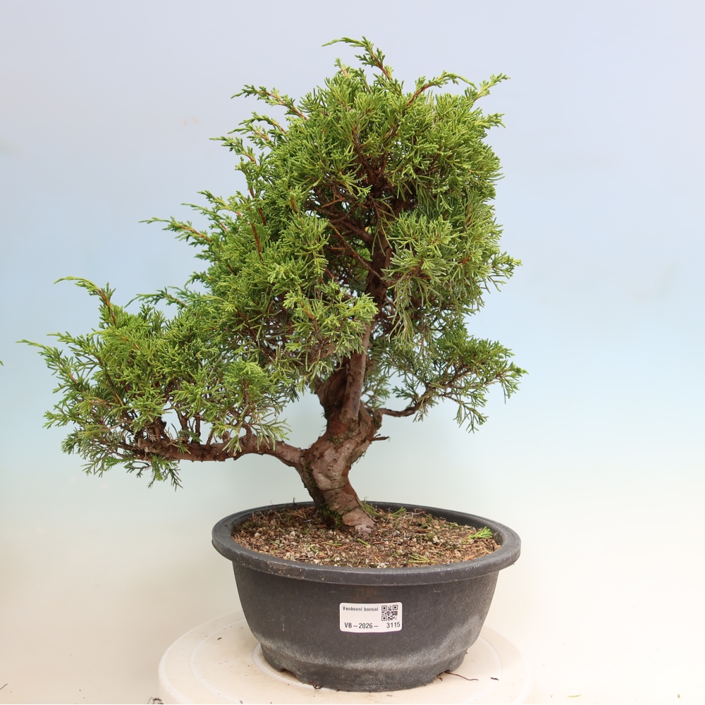 Bonsaï d'extérieur - Juniperus chinensis Itoigawa-Juniperus chinensis
