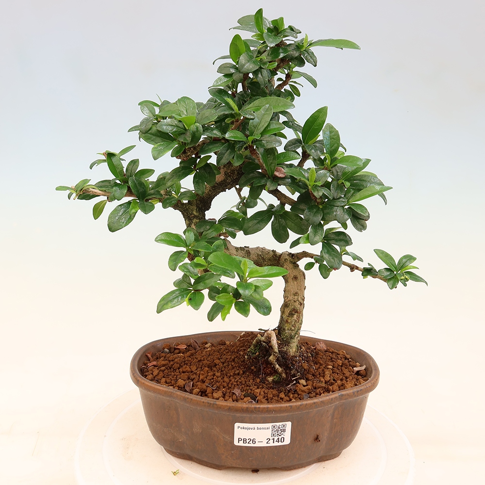 Bonsaï de chambre - Carmona macrophylla - Tea fuki