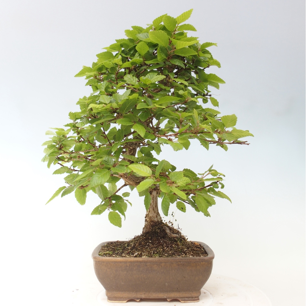 Bonsaï d'extérieur -Carpinus CARPINOIDES - Charme de Corée
