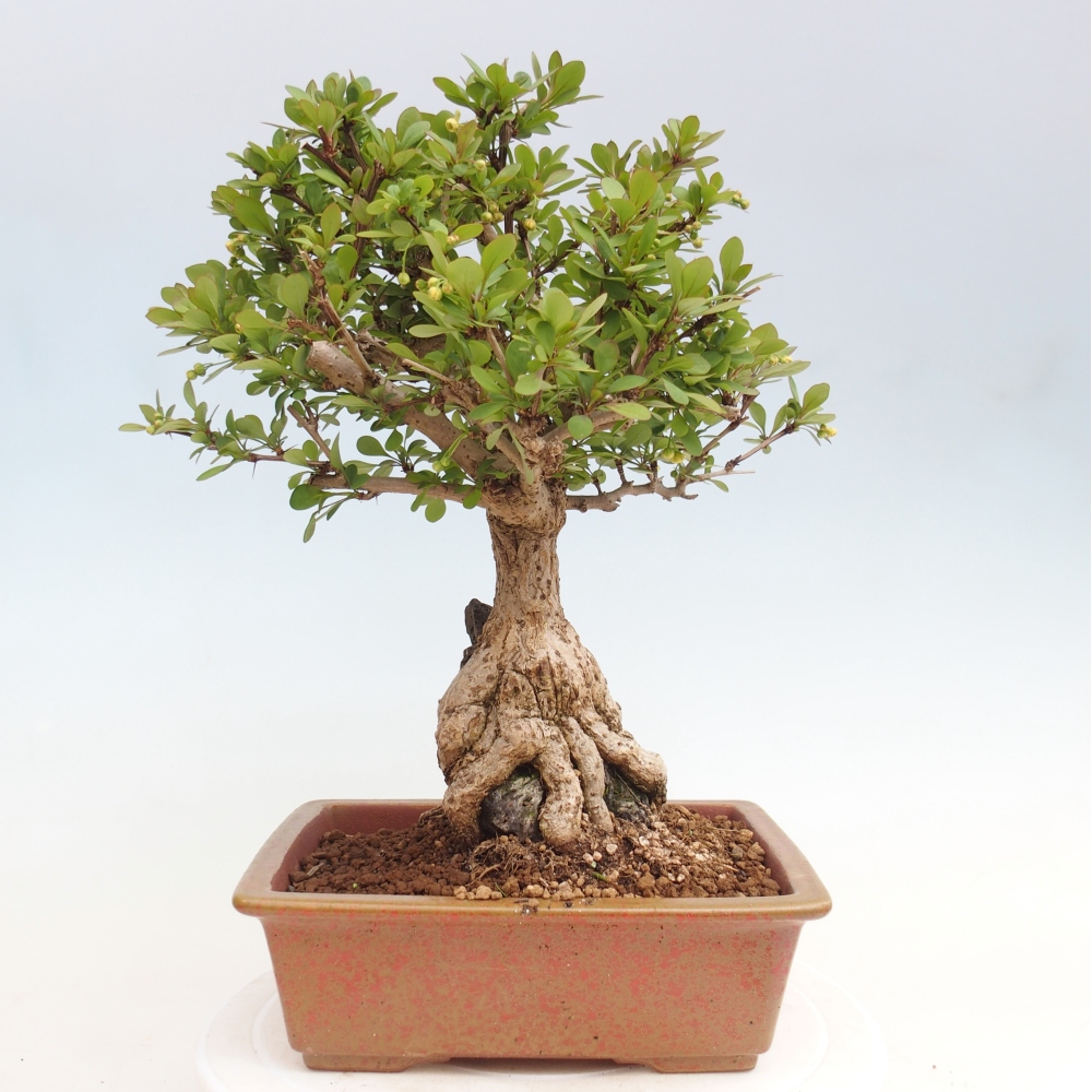 Bonsaï d'extérieur - Berberis coreana