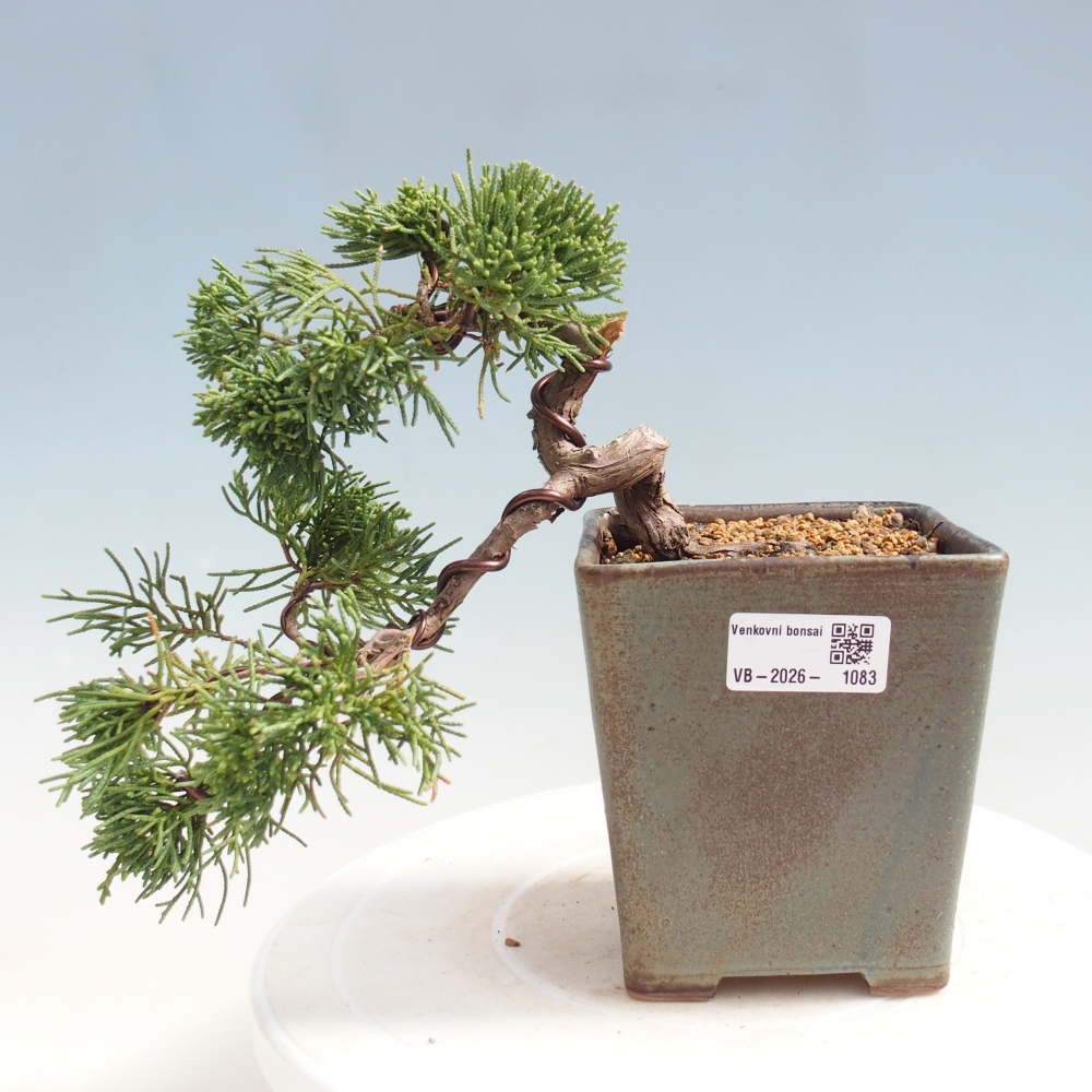 Bonsaï d'extérieur - Juniperus chinensis Kishu