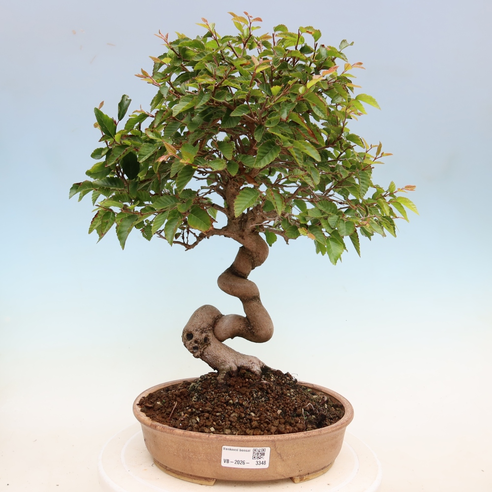 Bonsaï d'extérieur -Carpinus Coreana - Charme de Corée
