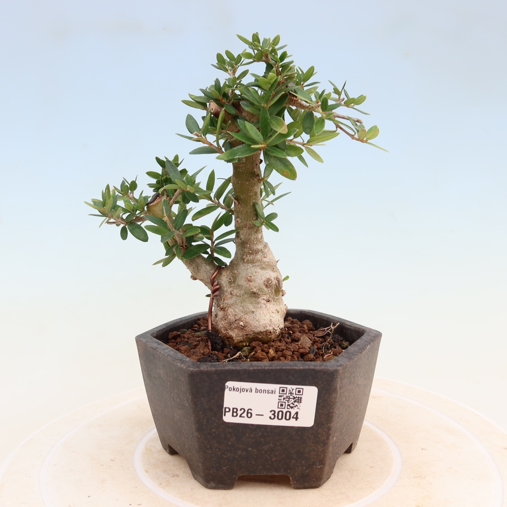 Bonsaï d'intérieur - Olea europaea sylvestris