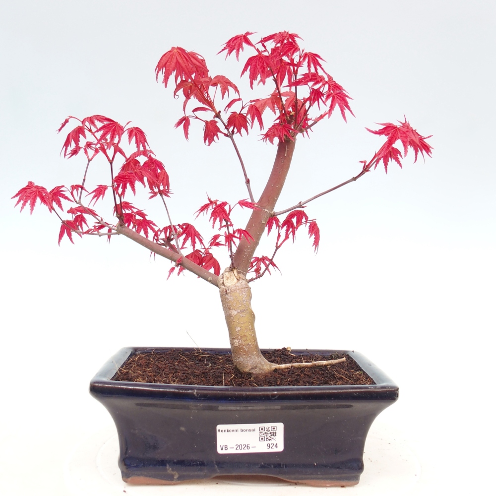 Bonsaï d'extérieur - Acer palmatum DESHOJO