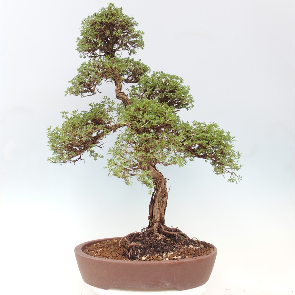 Bonsaï d'extérieur - Potentila fruticosa