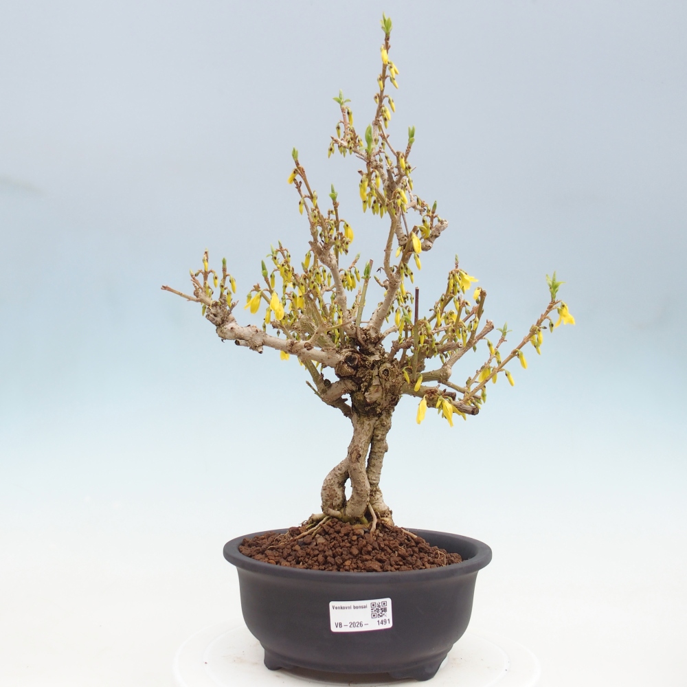 Bonsaï d'extérieur - Zlatice - Forsythia koreana
