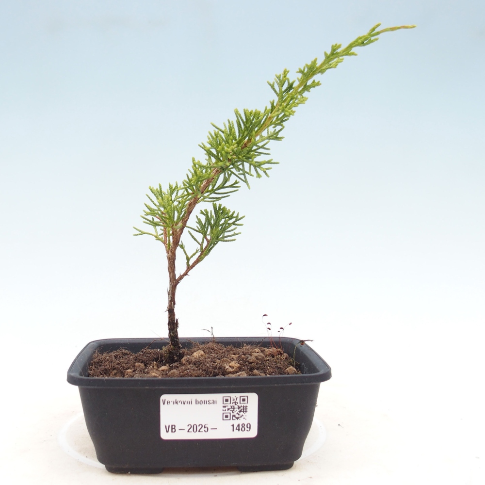 Bonsaï d'extérieur - Juniperus chinensis Itoigawa