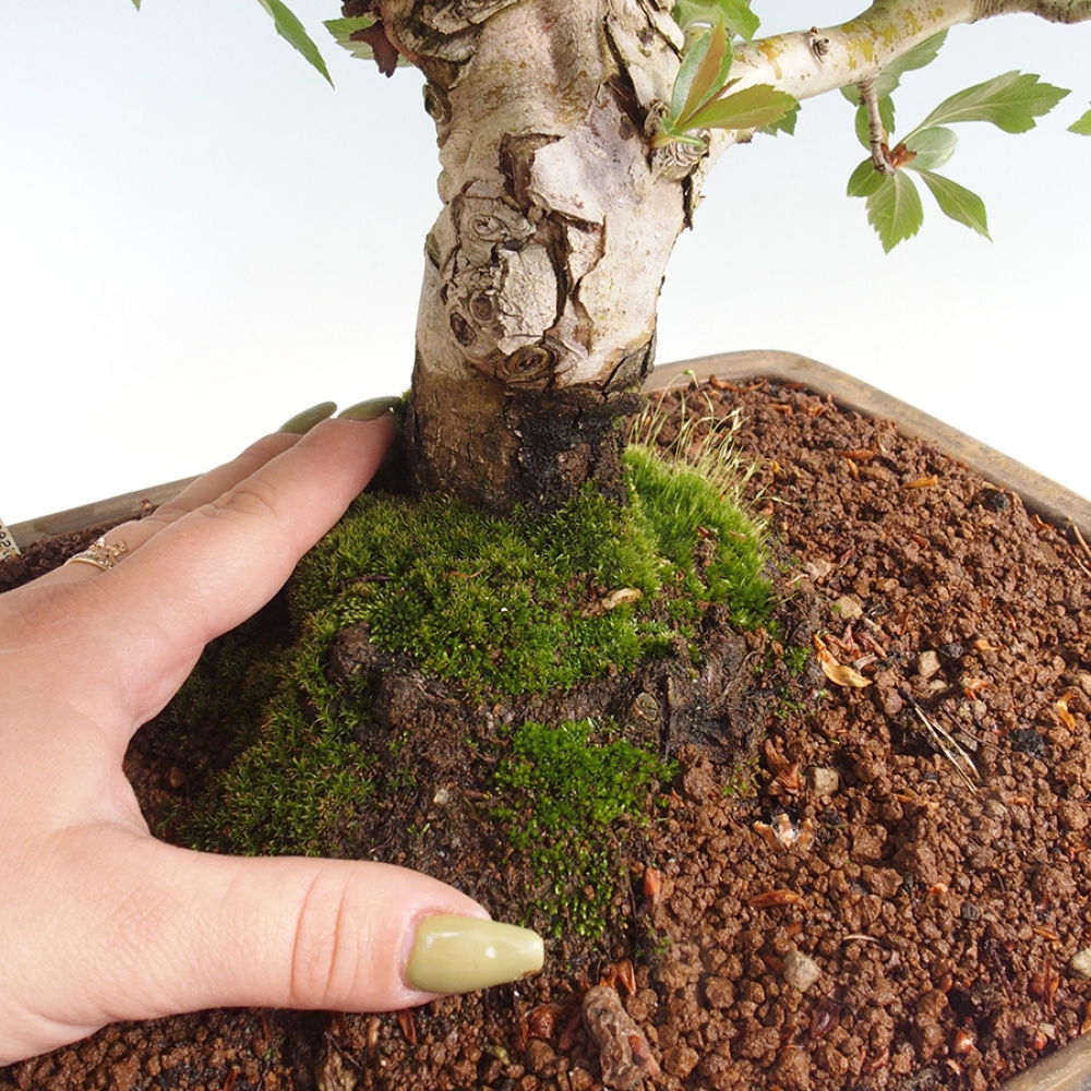 Bonsaï d'extérieur - Aubépine - Crataegus cuneata